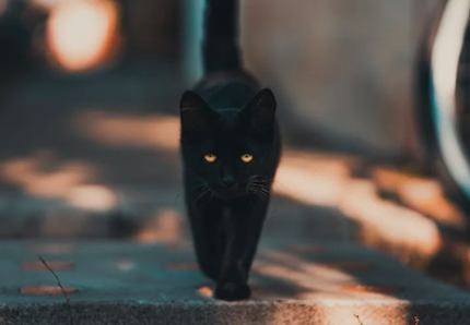 Finto autovelox con gatto nero nel pavese